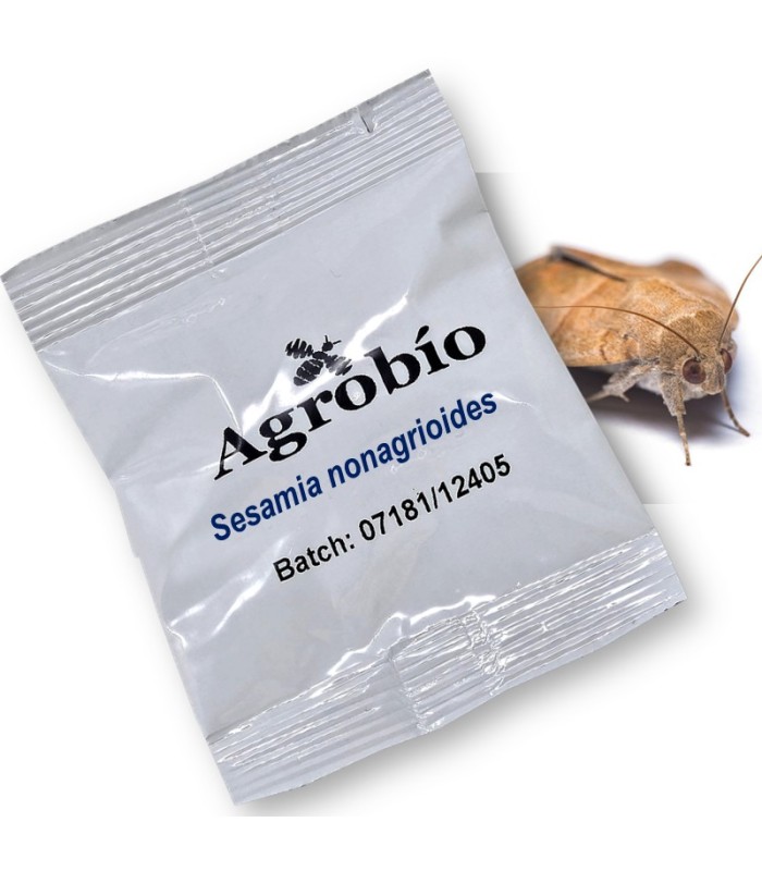 SESAMIA NONAGROIDES feromona taladro maiz 40 dias