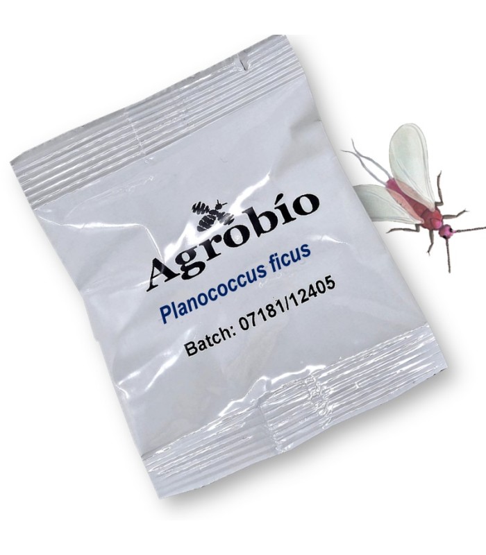 PLANOCOCCUS FICUS feromona cochinilla harinosa de la vid