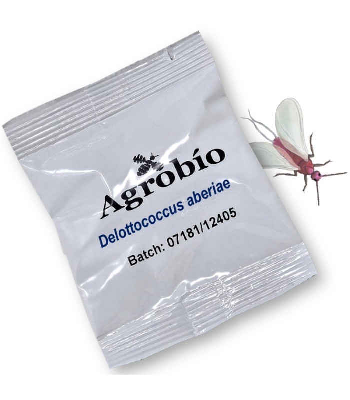 DELOTOCCOCUS ABERIAE cotonet de sudáfrica feromona Agrobio