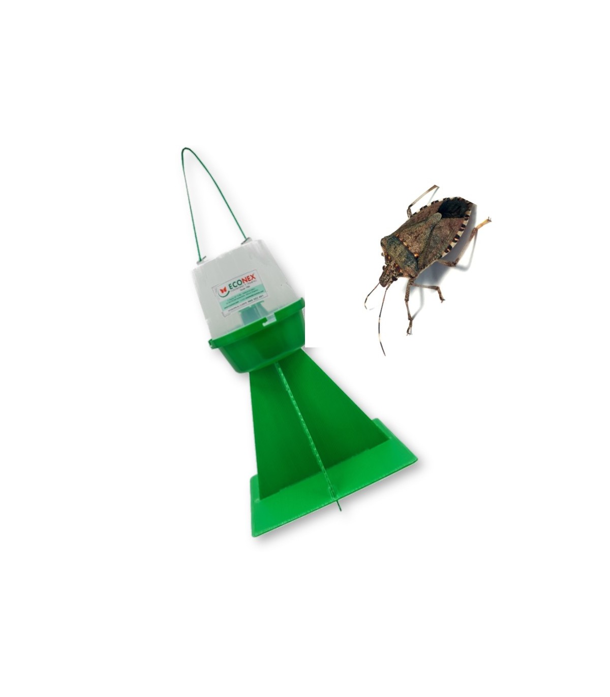 TRAMPA PARA HALYOMORPHA HALYS