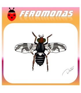 RHAGOLETIS POMONELLA feromona 90 dias