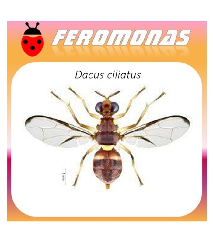DACUS CILIATUS feromona 60 dias