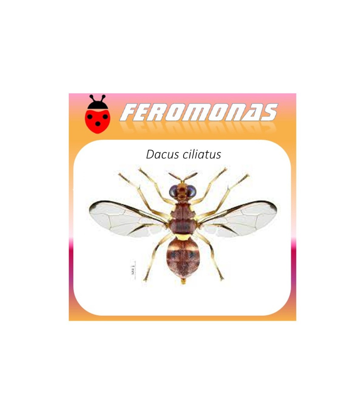 DACUS CILIATUS feromona 60 dias