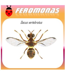 DACUS VERTEBRATUS feromona 90 dias