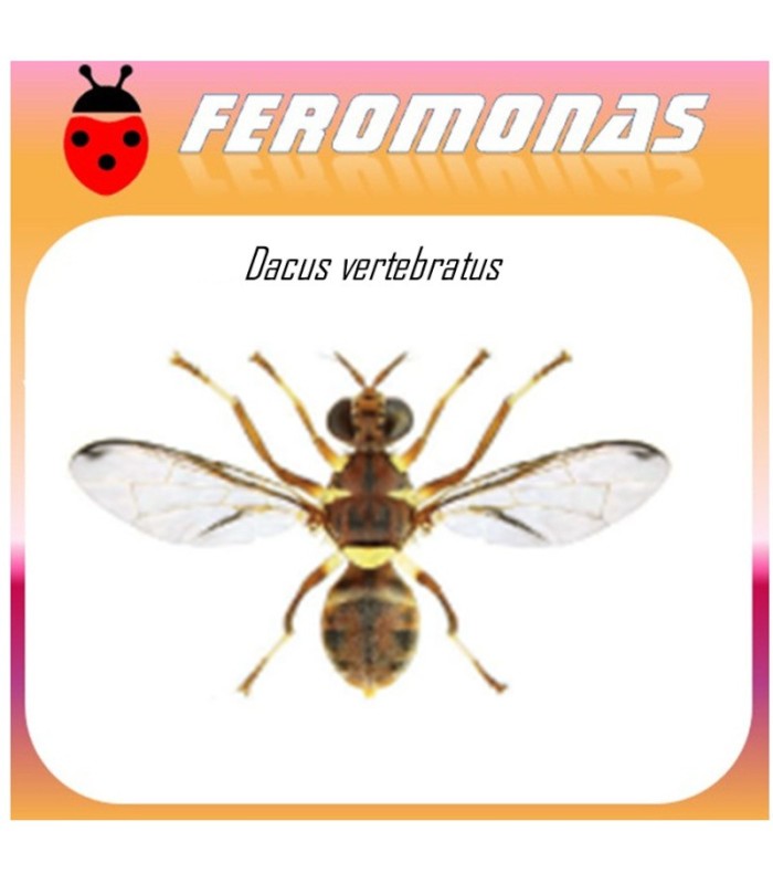 DACUS VERTEBRATUS feromona 90 dias
