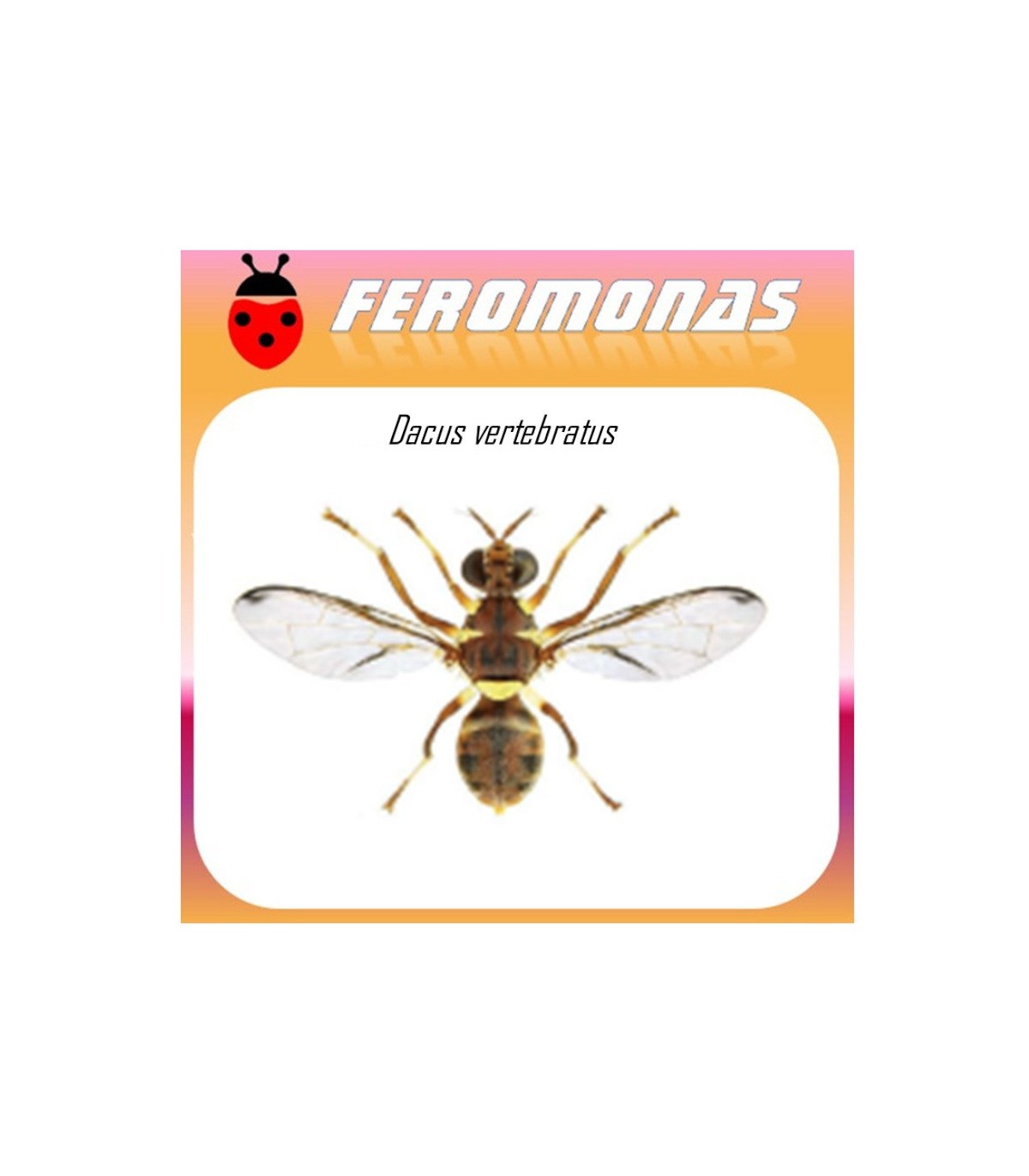 DACUS VERTEBRATUS feromona 90 dias
