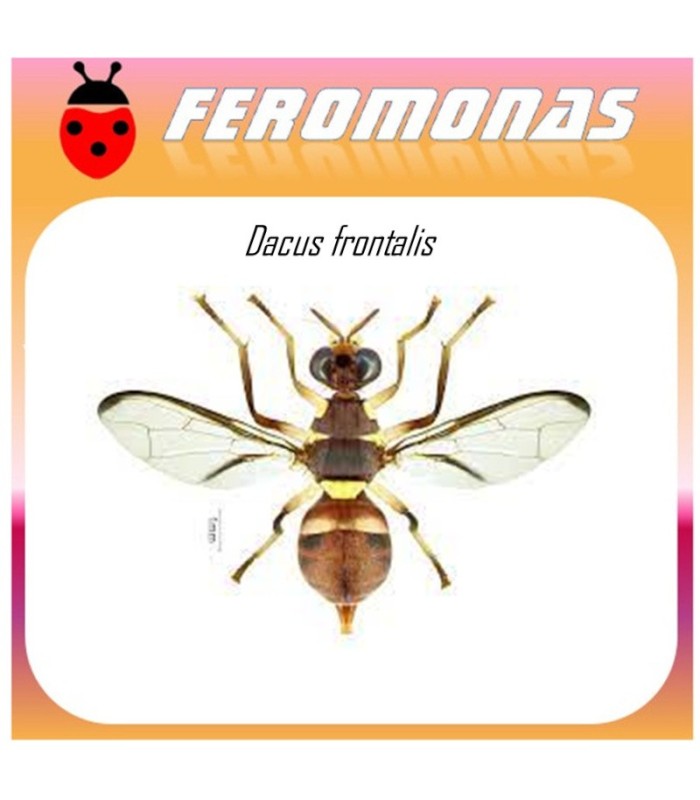 DACUS FRONTALIS mosca de la calabaza feromona 90 dias