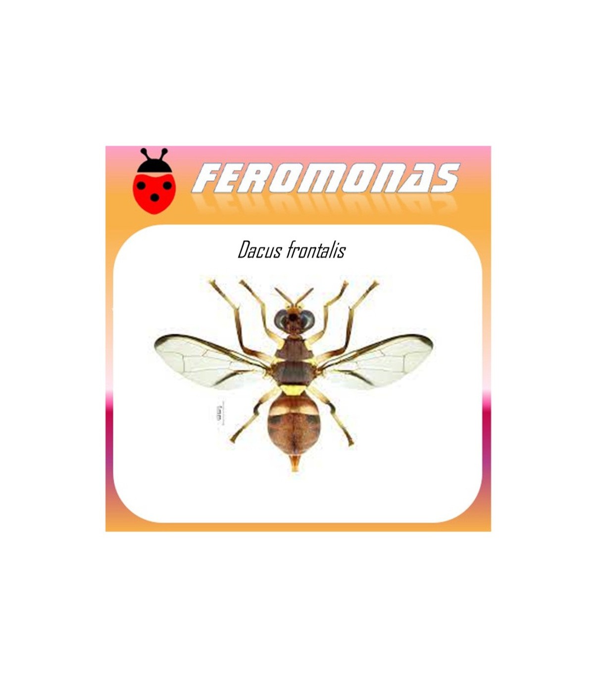 DACUS FRONTALIS mosca de la calabaza feromona 90 dias