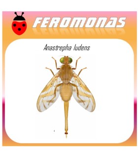 ANASTREPHA LUDENS mosca mexicana de la fruta feromona 120 dias