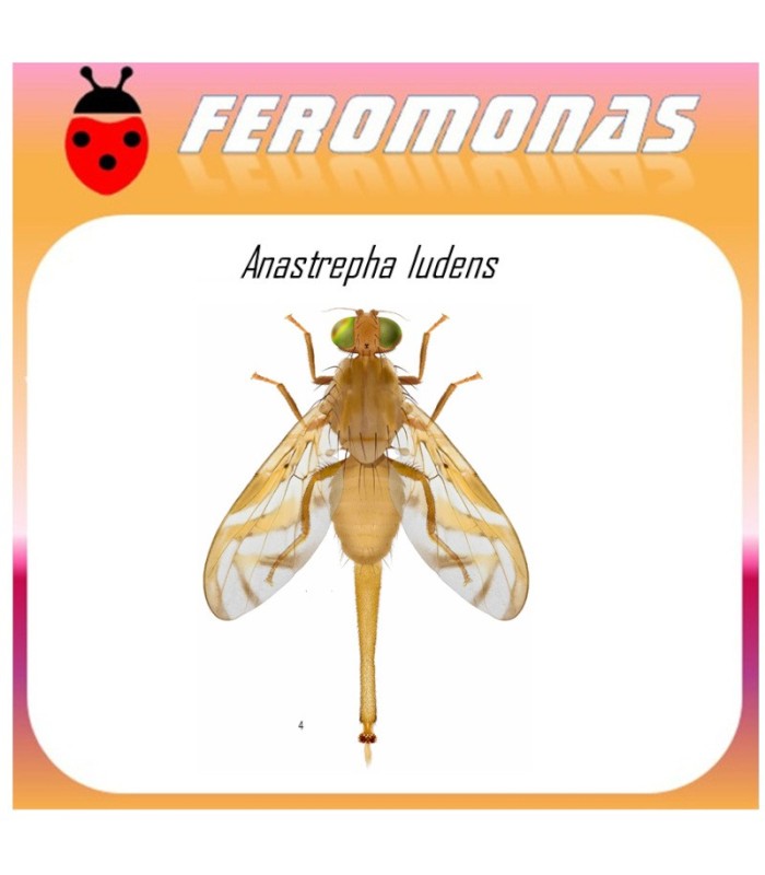ANASTREPHA LUDENS mosca mexicana de la fruta feromona 120 dias
