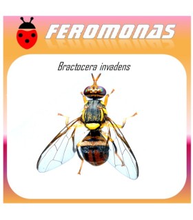 BACTROCERA INVADENS Feromona 90 dias