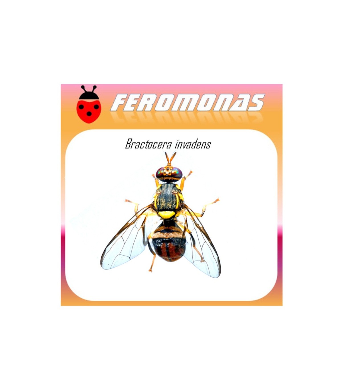 BACTROCERA INVADENS Feromona 90 dias