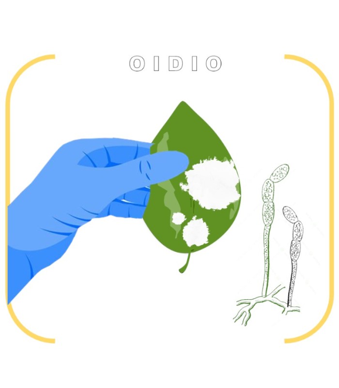 DETECCIÓN DE OIDIO