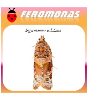 ARGYROTAENIA VELUTIANA feromona 40 dias