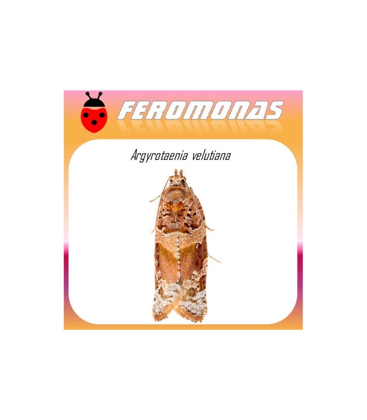 ARGYROTAENIA VELUTIANA feromona 40 dias