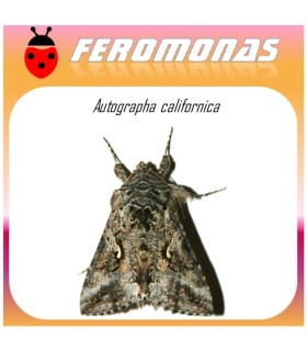 AUTOGRAPHA CALIFORNICA feromona 40 dias