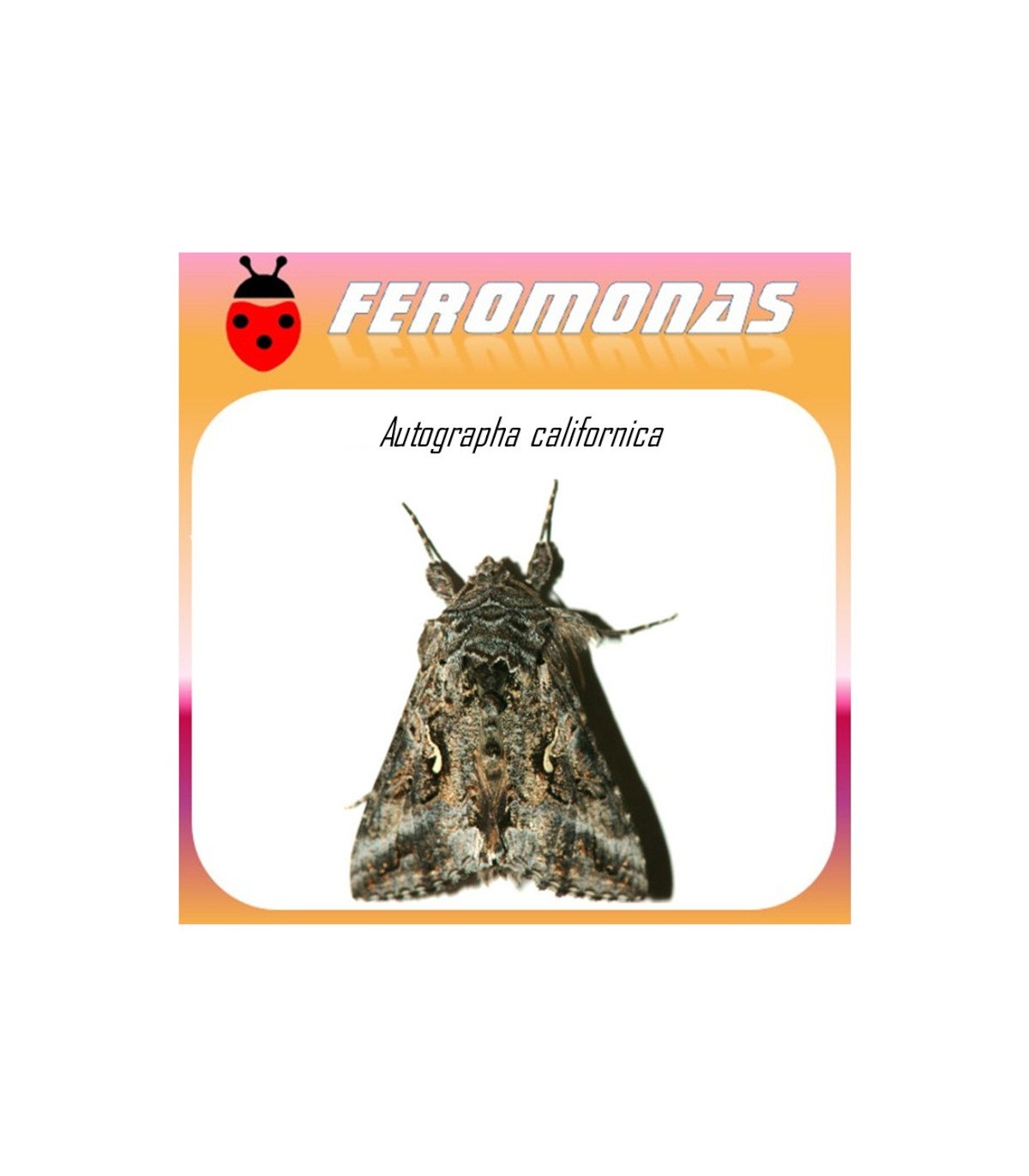 AUTOGRAPHA CALIFORNICA feromona 40 dias