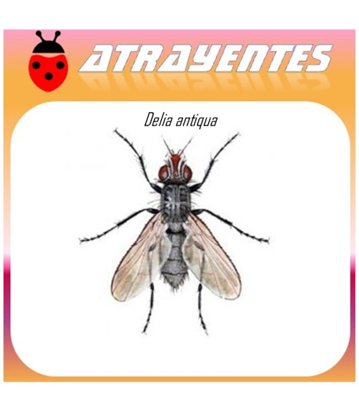 DELIA ANTIQUA atrayente mosca de la cebolla 60 dias
