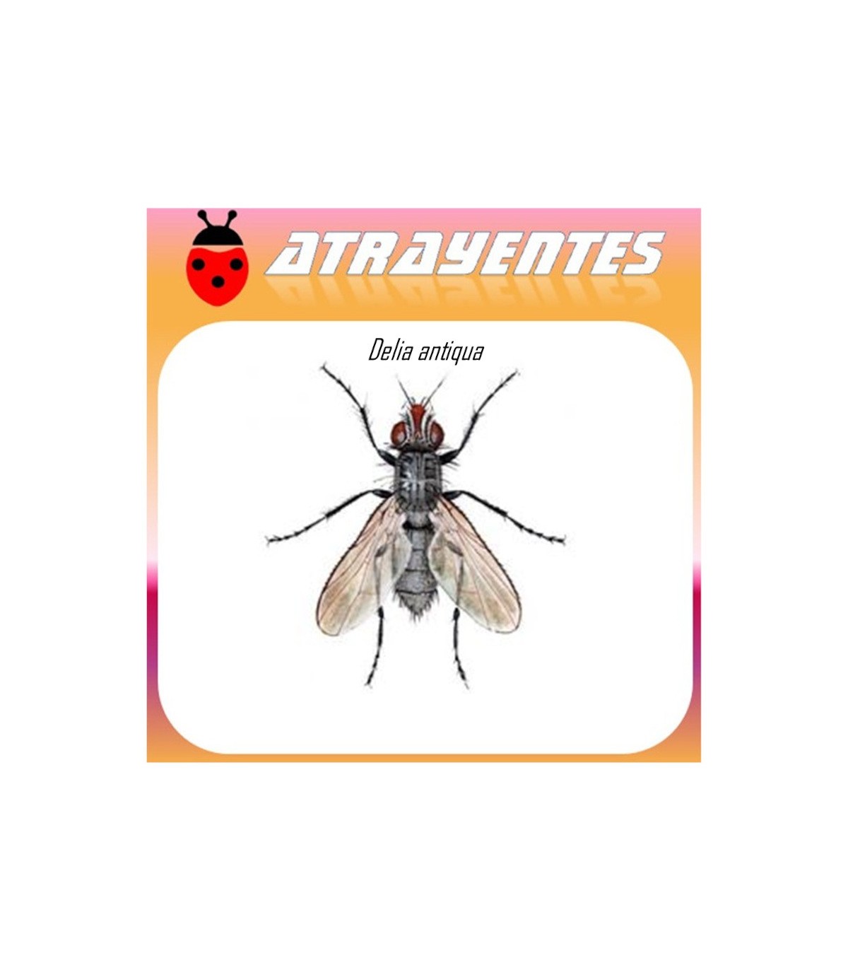 DELIA ANTIQUA atrayente mosca de la cebolla 60 dias