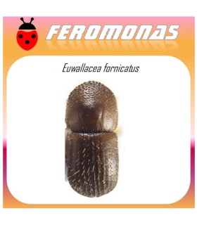 EUWALLACEA FORNICATUS feromona