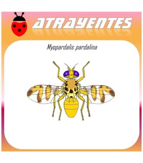 MYIOPARDALIS PARDALINA feromona mosca del melon 90 DIAS