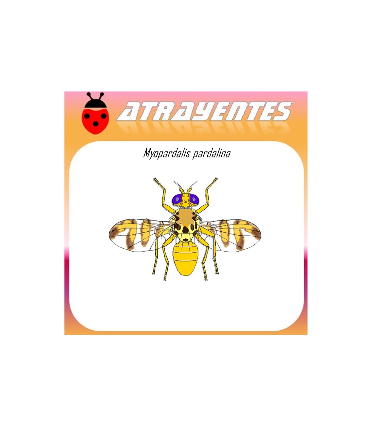 MYIOPARDALIS PARDALINA feromona mosca del melon 90 DIAS