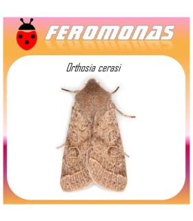ORTHOSIA CERASI feromona oruga del almendro 40 dias
