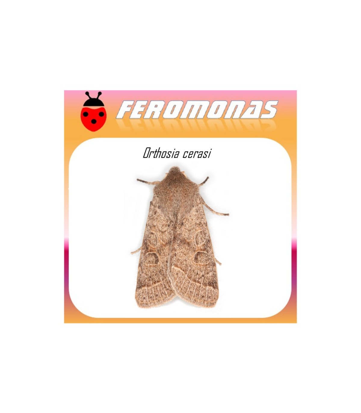 ORTHOSIA CERASI feromona oruga del almendro 40 dias