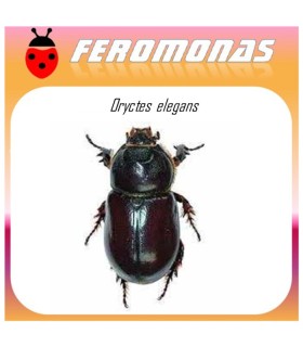 ORYCTES ELGANS feromona barrenador del tallo de la palmera 60 dias