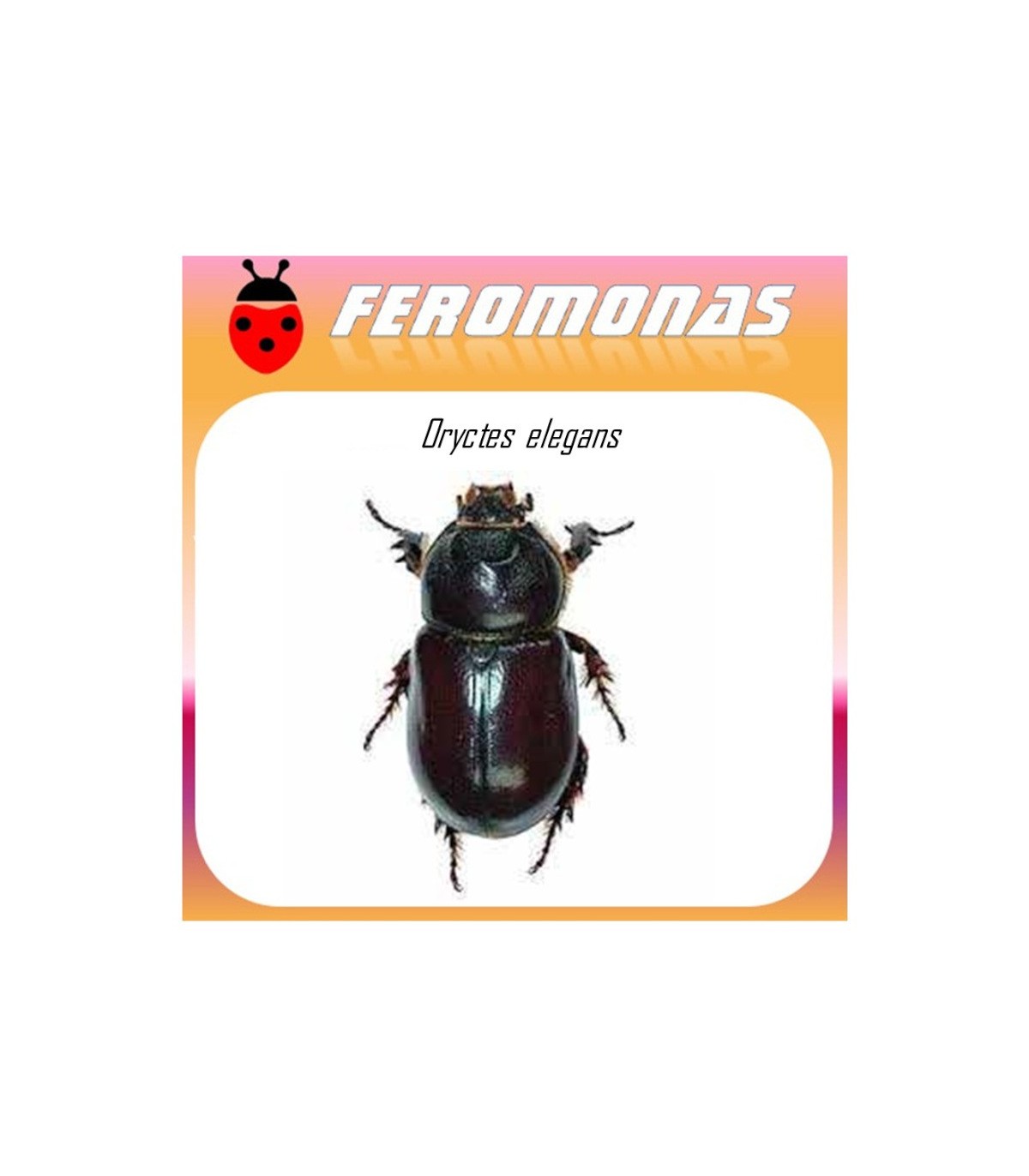 ORYCTES ELGANS feromona barrenador del tallo de la palmera 60 dias