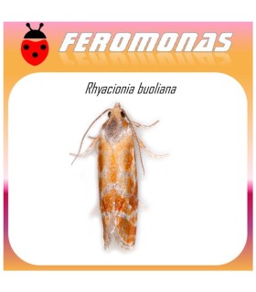 RHYACIONIA BUOLIANA feromona 60 dias