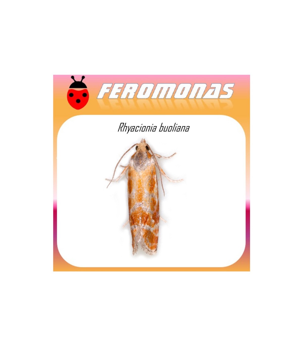 RHYACIONIA BUOLIANA feromona 60 dias
