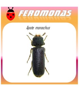 APATE MONACHUS feromona 60 dias