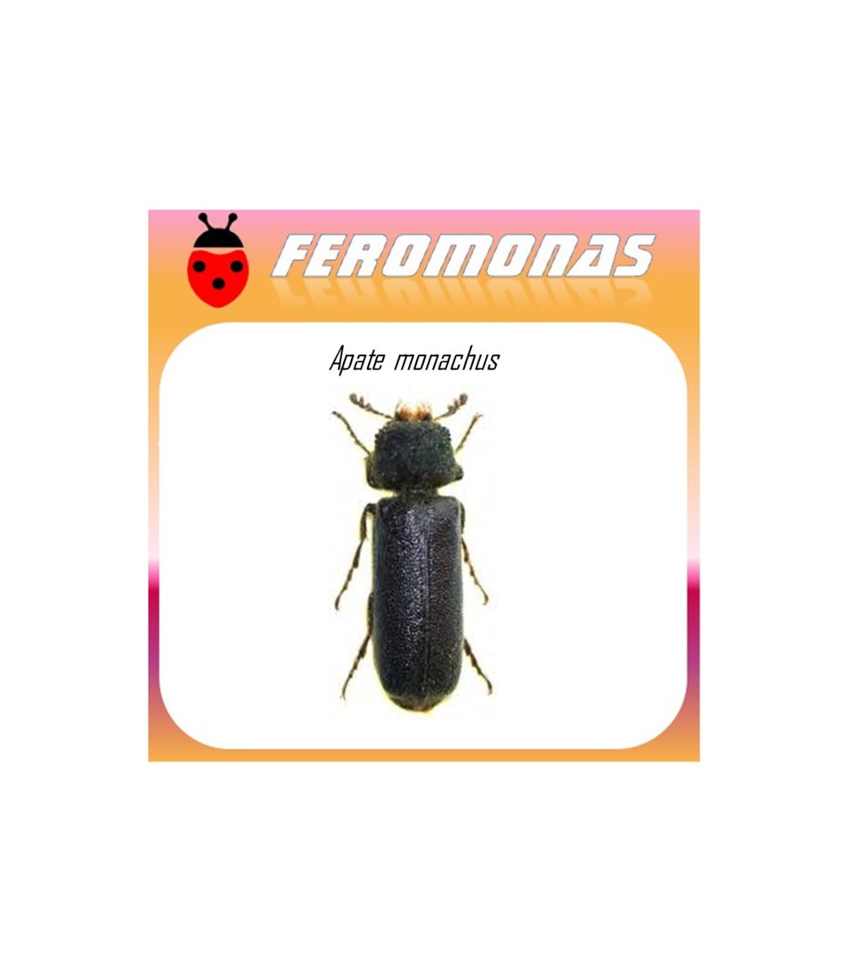 APATE MONACHUS feromona 60 dias