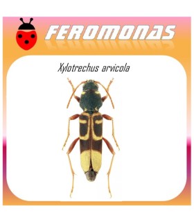 XYLOTRECHUS ARVICOLA tornillo de la vid feromona 60 dias