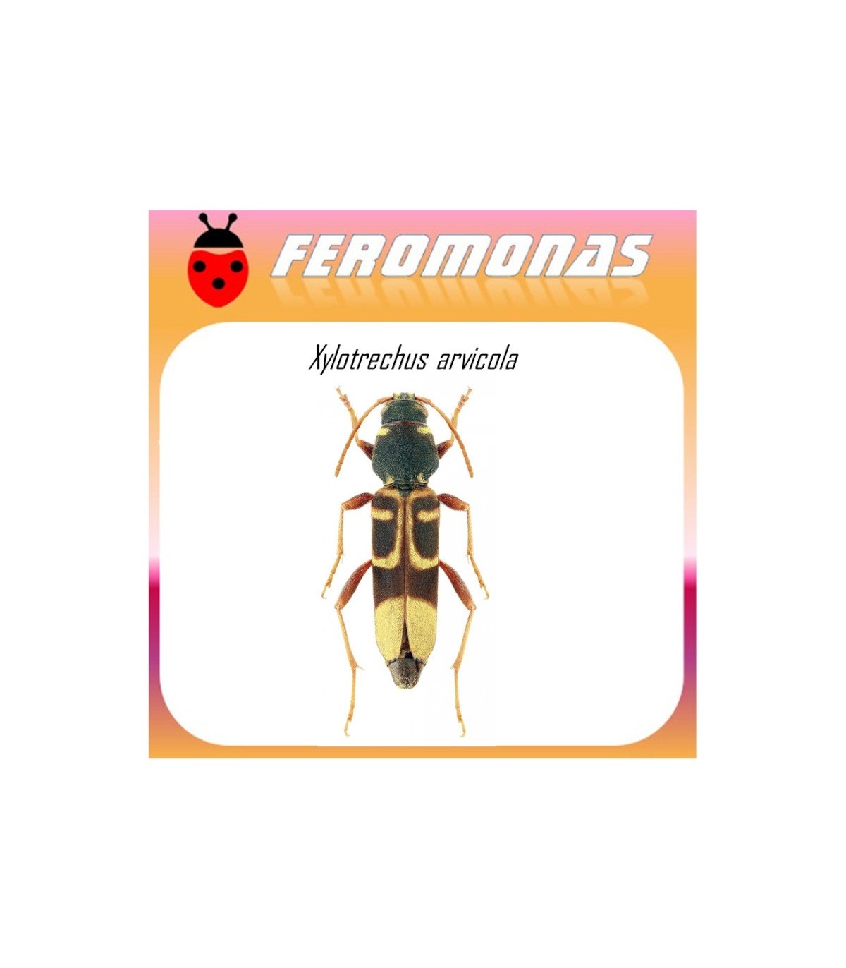 XYLOTRECHUS ARVICOLA tornillo de la vid feromona 60 dias