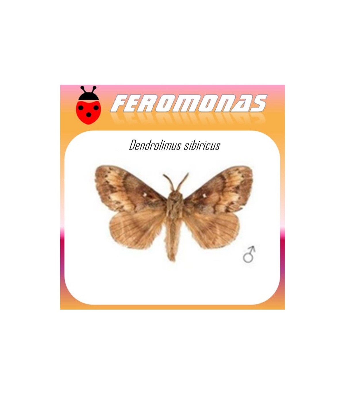 DENDROLIMUS SIBIRICUS feromona polilla siberiana 60 dias
