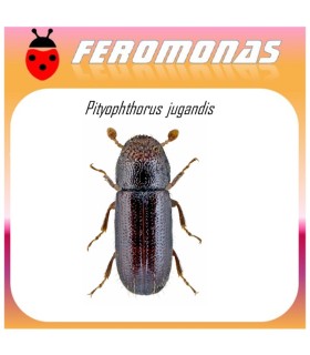 PITYOPHTHORUS JUGLANDIS feromona escarabajo de la nuez 60 dias