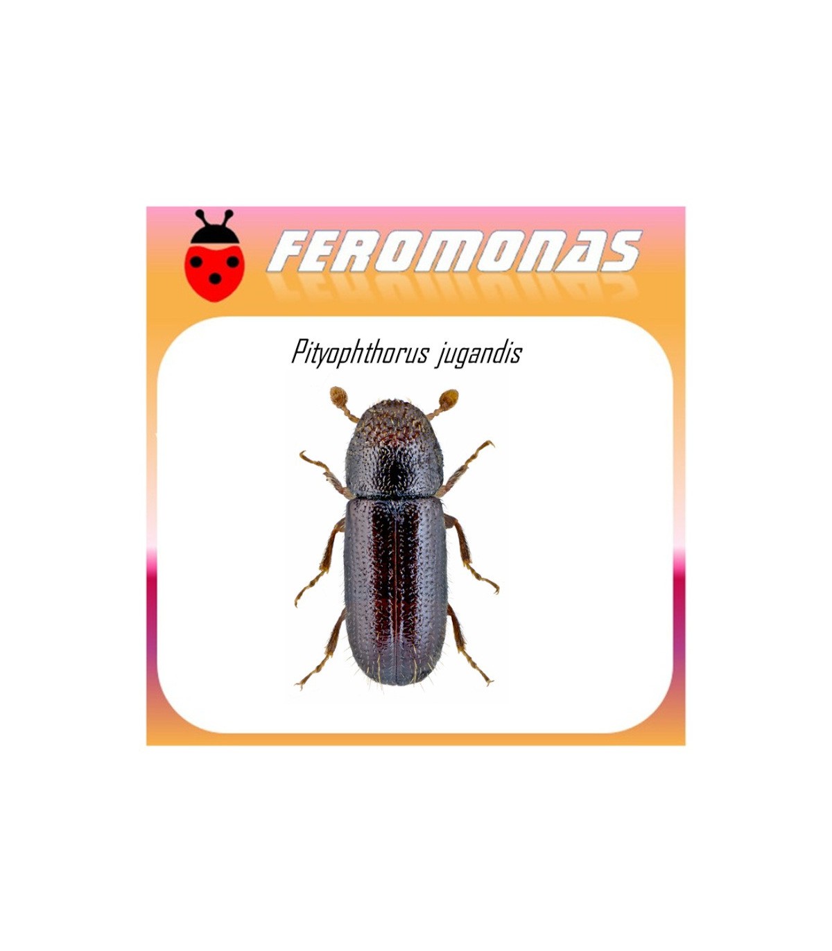 PITYOPHTHORUS JUGLANDIS feromona escarabajo de la nuez 60 dias