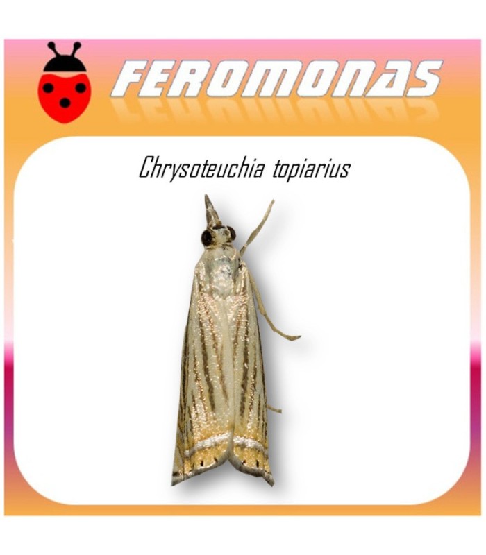 Feromonas para CHRYSOTEUCHIA TOPIARIA Girdler del arándano