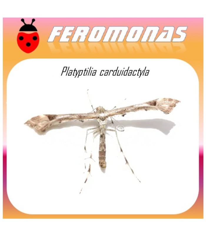 Feromonas para PLATYPTILIA CARDUIDATYLA Polilla del plume de la alcachofa