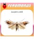 Feromonas para CEMIOSTOMA (LEUCOPTERA) SCITELLA Minadora de bandas circulares