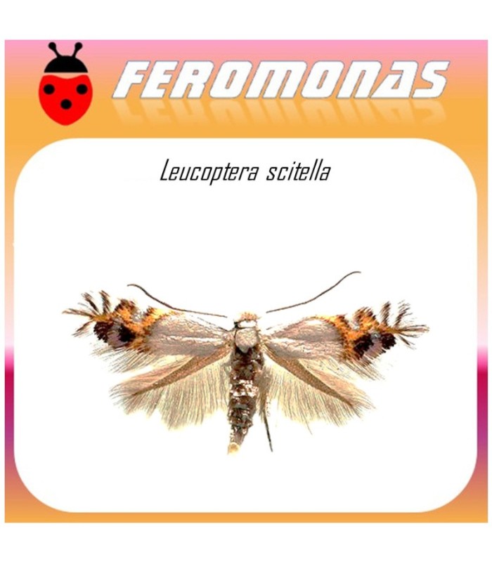 Feromonas para CEMIOSTOMA (LEUCOPTERA) SCITELLA Minadora de bandas circulares