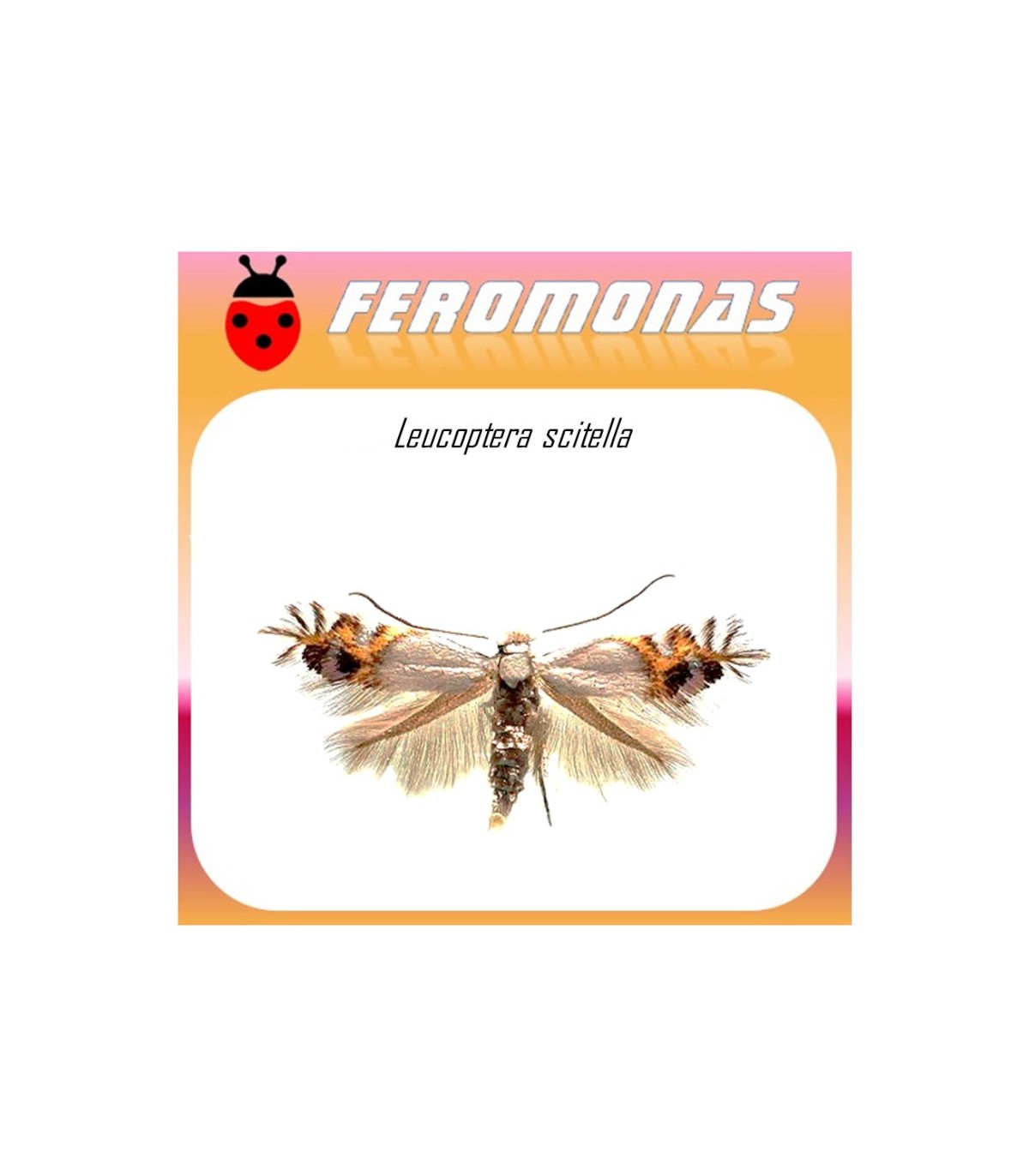 Feromonas para CEMIOSTOMA (LEUCOPTERA) SCITELLA Minadora de bandas circulares
