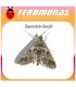 DUPONCHELIA FOVEALIS feromona Agrobio