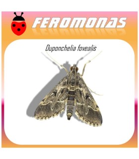 DUPONCHELIA FOVEALIS feromona Agrobio