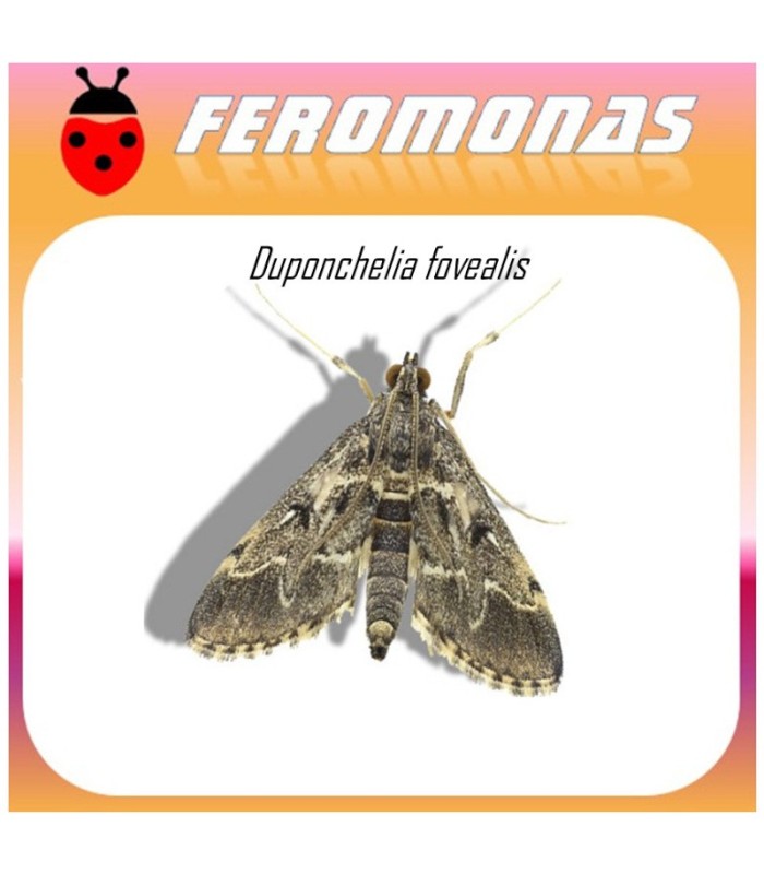 DUPONCHELIA FOVEALIS feromona Agrobio