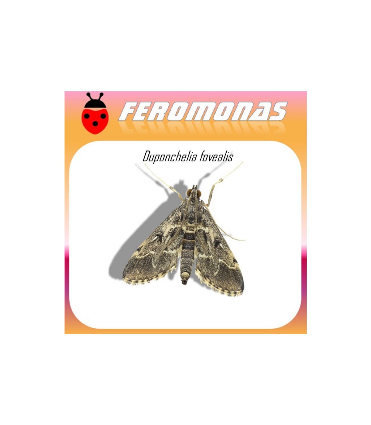 DUPONCHELIA FOVEALIS feromona Agrobio