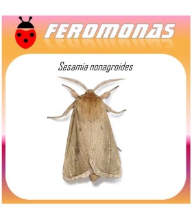 SESAMIA NONAGROIDES feromona taladro maiz 40 dias