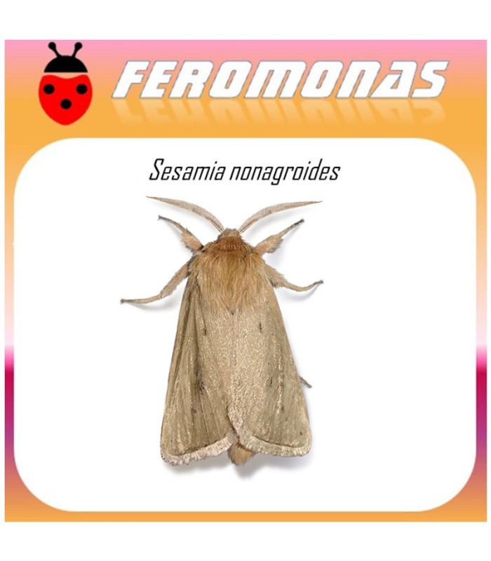 SESAMIA NONAGROIDES feromona taladro maiz 40 dias